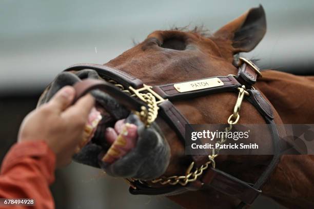 Patch is bathed in the barn area after training on track prior to the 143rd Kentucky Derby at Churchill Downs on May 4, 2017 in Louisville, Kentucky.