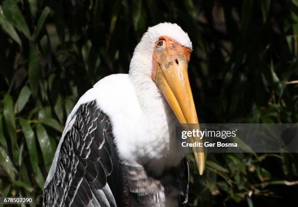 painted stork portrait - animal body stock pictures, royalty-free photos & images