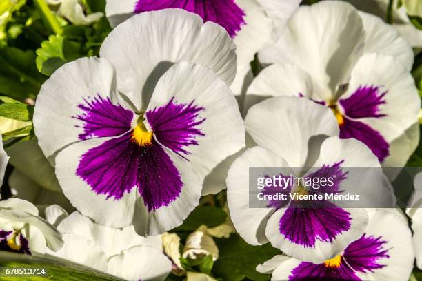violet pansy flowers - jardinería stockfoto's en -beelden