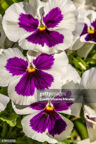 violet pansy flowers - jardinería stockfoto's en -beelden