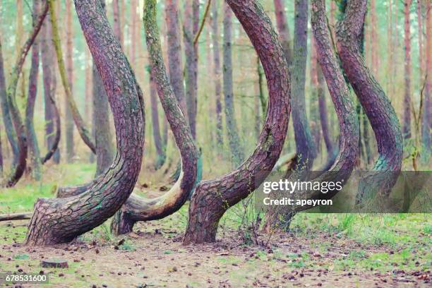 bosque torcido en Gryfino en Polonia