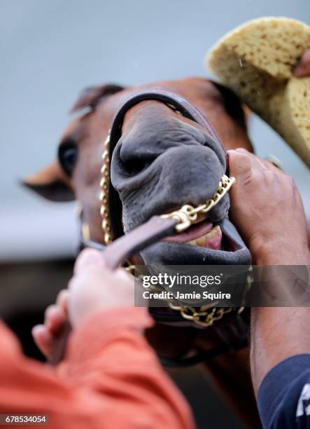 Kentuckty Derby entrant Patch is bathed during morning workouts ahead of the 143rd Kentucky Derby at Churchill Downs on May 4, 2017 in Louisville,...