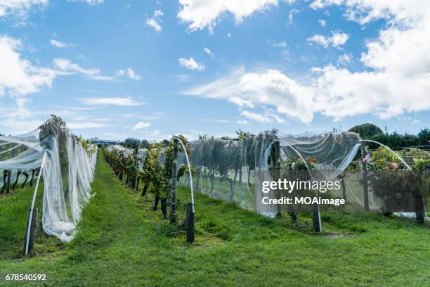 the vineyard,waiheke island - waiheke island stock pictures, royalty-free photos & images