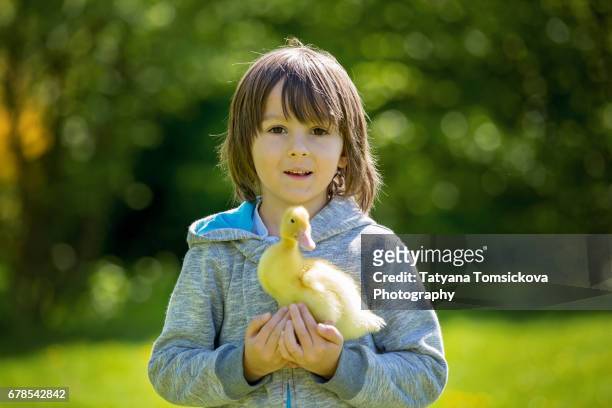 cute little child, boy with ducklings springtime, playing together, little friend, childhood happiness - downy duck ストックフォトと画像