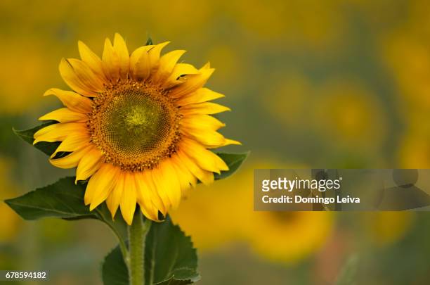 sunflowers in the fields of soria, castilla leon, spain - frescura stockfoto's en -beelden
