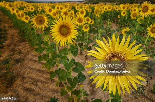 sunflowers in the fields of soria, castilla leon, spain - frescura stock-fotos und bilder