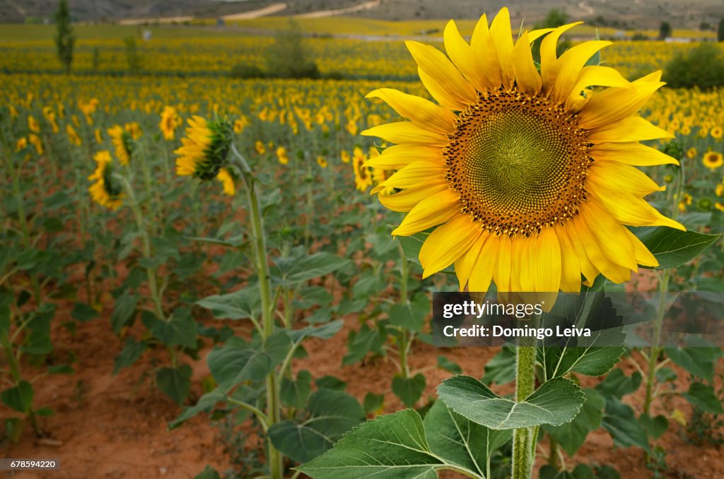 Sunflowers in the fields of Soria, Castilla Leon, Spain