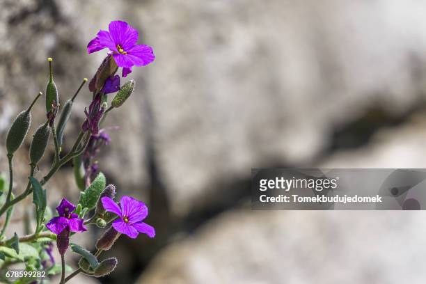 rockery - blüte stock pictures, royalty-free photos & images