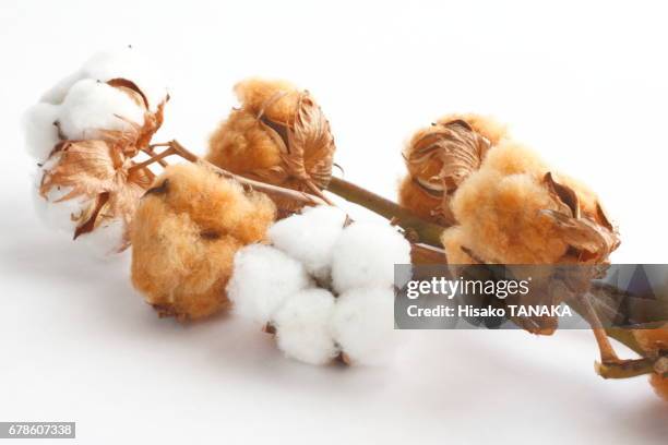 cotton flower - cotton ball stock-fotos und bilder