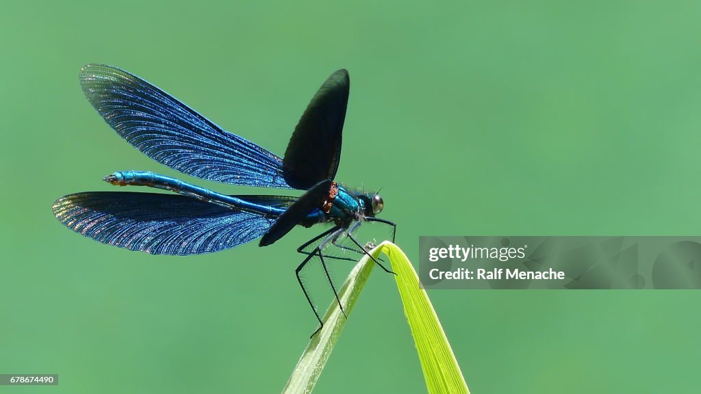 Beautiful opend Blue-winged Demoiselle Calopteryx virgo Dragonfly.