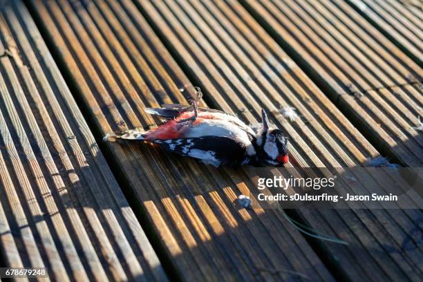 the dead woodpecker - totland bay stock pictures, royalty-free photos & images