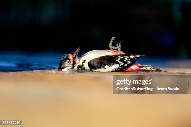 the dead woodpecker - totland bay stock pictures, royalty-free photos & images