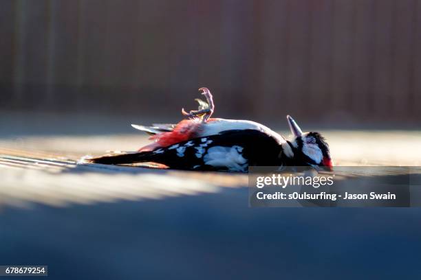 the dead woodpecker - totland bay stock pictures, royalty-free photos & images