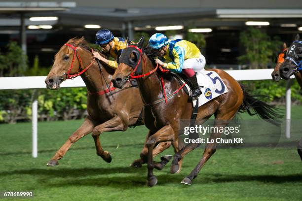 Lyre Racing Track 147 Lyrebird Stock Photos, High-Res Pictures, and Images - Getty Images