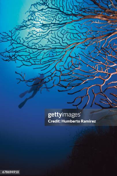 deep water sea fan. - red gorgonian sea fan stock pictures, royalty-free photos & images