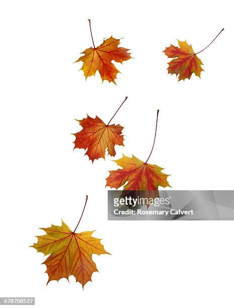 falling norwegain maple leaves in autumn. - maple leaves stock pictures, royalty-free photos & images