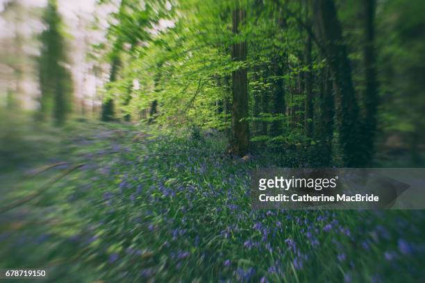 bluebells with blur - catherine macbride stockfoto's en -beelden