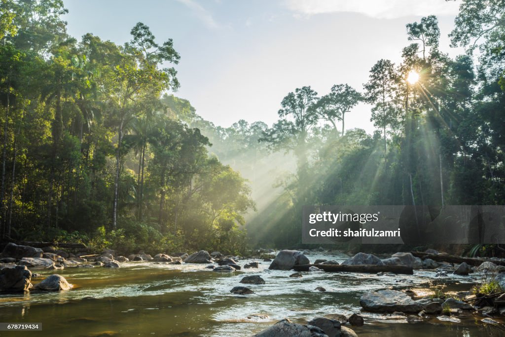 Morning view of Endau Rompin National Park, straddling the Johor/Pahang border, is the second designated national park in Peninsular Malaysia. It covers an area of approximately 80,000 hectares.