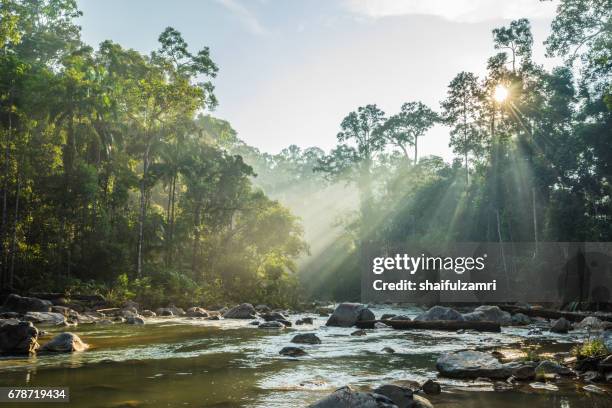 morning view of endau rompin national park, straddling the johor/pahang border, is the second designated national park in peninsular malaysia. it covers an area of approximately 80,000 hectares. - river 個照片及圖片檔