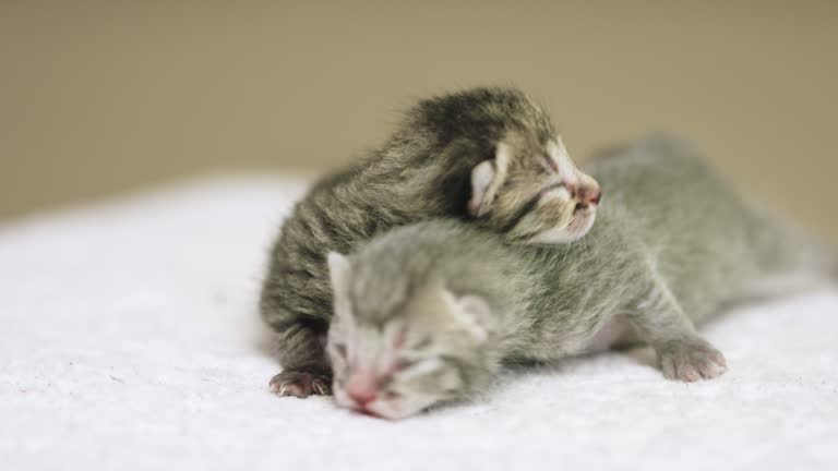 Two Meow 124 Two Meow Stock Videos, Footage, & 4K Video Clips - Getty Images