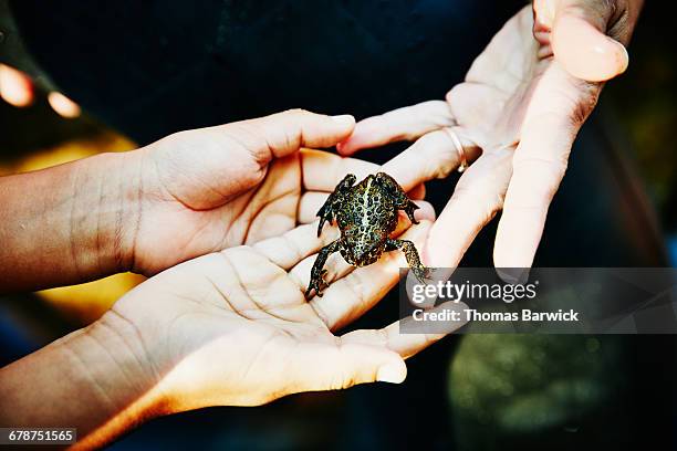 mother handing frog to daughter on summer evening - woman frog hand stockfoto's en -beelden
