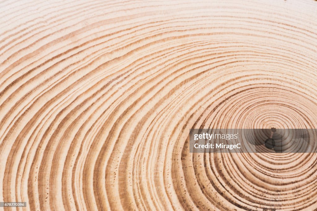 Cross Section of Tree, Annual Rings