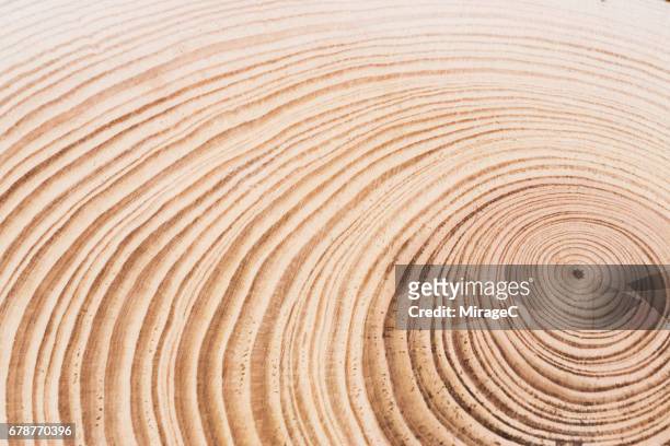 cross section of tree, annual rings - tree ring stock pictures, royalty-free photos & images