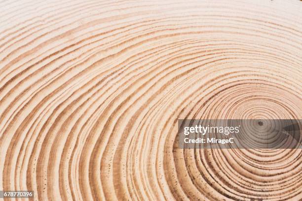 cross section of tree, annual rings - tree trunk bildbanksfoton och bilder