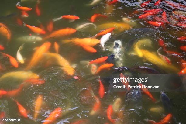 shanghai (上海市), china - yu yuan gardens stock pictures, royalty-free photos & images