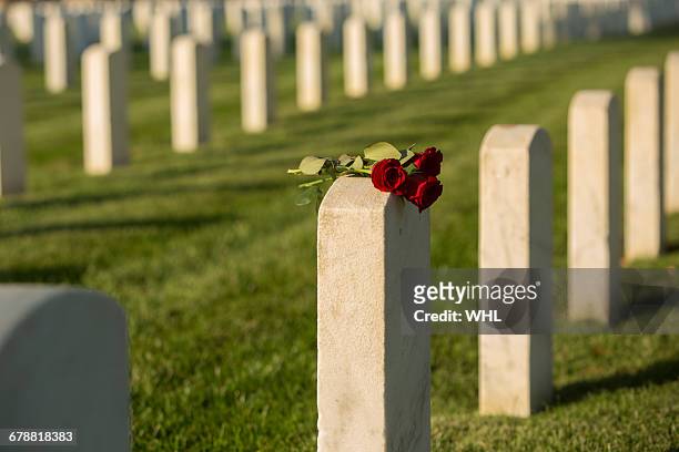 roses on cemetery gravestone - friedhof stock-fotos und bilder