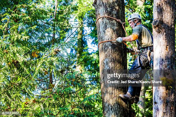 man wearing harness climbing tree - tronçonneuse photos et images de collection