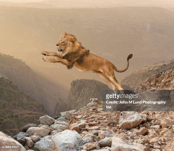 lion jumping on mountain - löwen stock-fotos und bilder