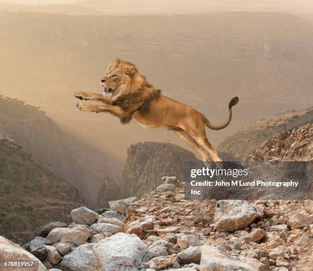 lion jumping on mountain - leon fotografías e imágenes de stock