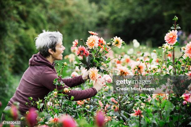 a woman cutting flowers in an organic commercial plant nursery flower garden. - dahlia stock pictures, royalty-free photos & images