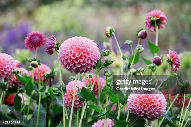a commercial organic flower nursery bed, pink globe dahlias. - dalia fotografías e imágenes de stock