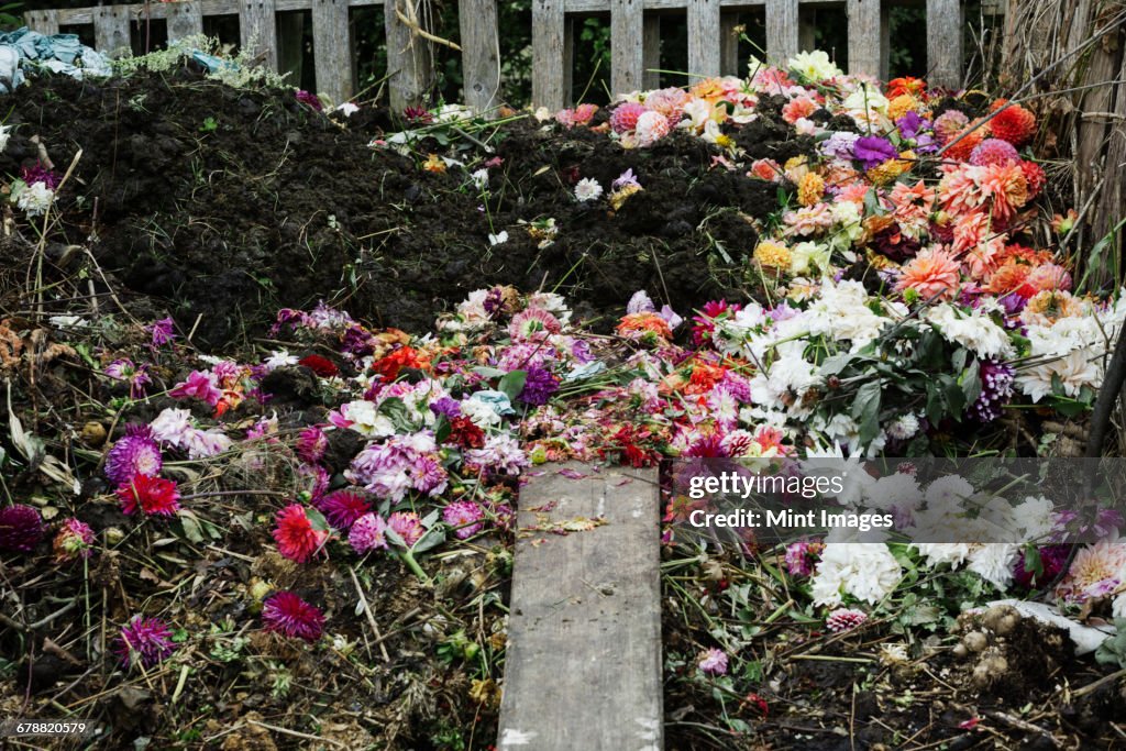 A compost bin made of old wooden pallets, with dead flowers, garden waste and soil. 