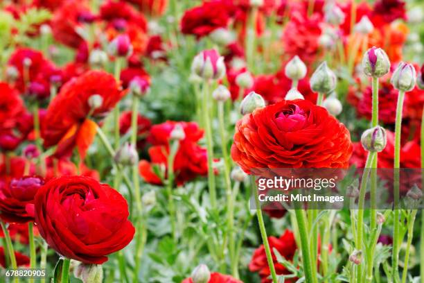 red ranunculus flowers growing in a flowerbed. - buttercup family stock pictures, royalty-free photos & images