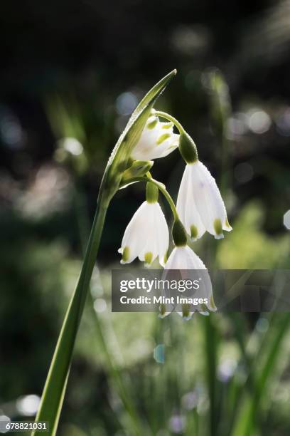 snowdrops, delicate white flowers on a green stem. - amaryllis family stock pictures, royalty-free photos & images