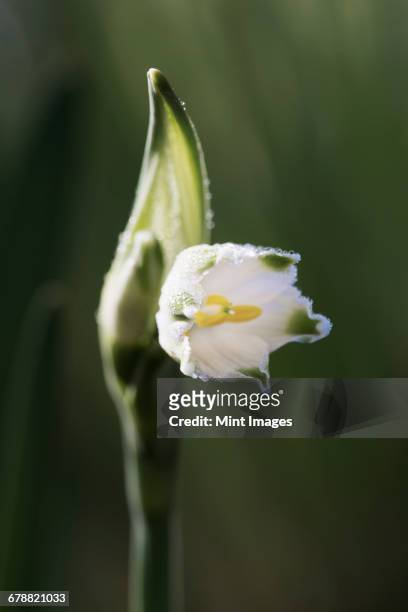 small white flower on a green stem. snowdrop. - amaryllis family stock pictures, royalty-free photos & images