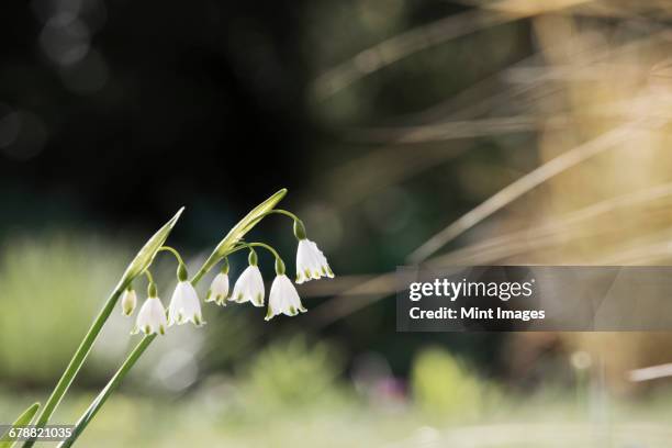 small white flowers on a green stem. snowdrops. - amaryllis family stock pictures, royalty-free photos & images