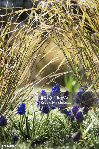 close up of spring bulbs, grape hyacinths growing in grass.  - grape hyacinth stock pictures, royalty-free photos & images