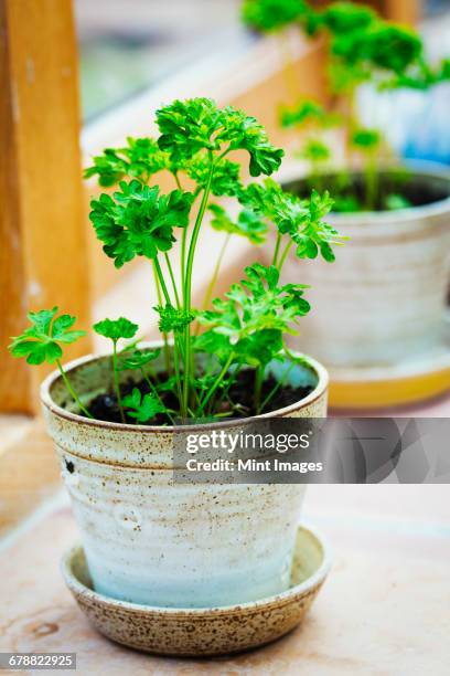 pots on the windowsill with parsley herbs growing. - prezzemolo foto e immagini stock