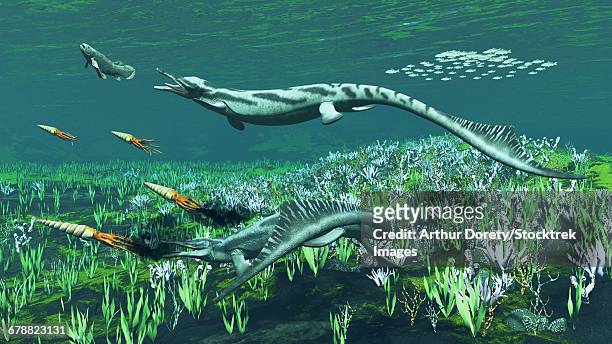 ilustrações de stock, clip art, desenhos animados e ícones de cymbospondylus, a very large and early triassic ichthyosaur. - reptile