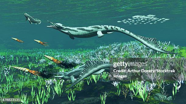 cymbospondylus, a very large and early triassic ichthyosaur. - triassic stock illustrations