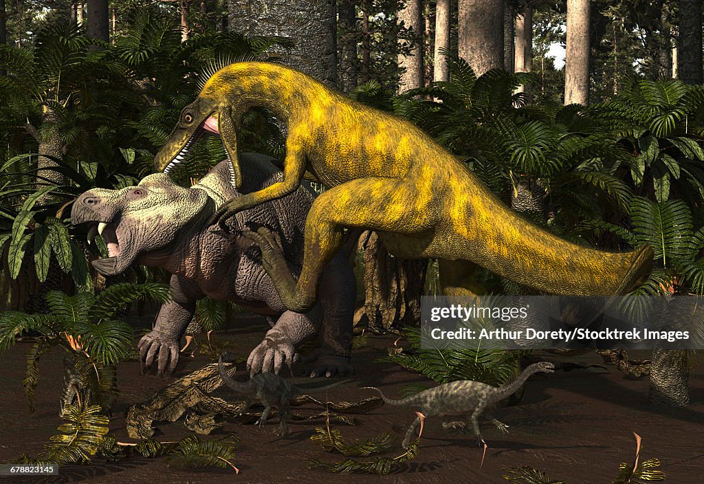 Herrerasaurus, an early dinosaur, attacks a dicynodont.