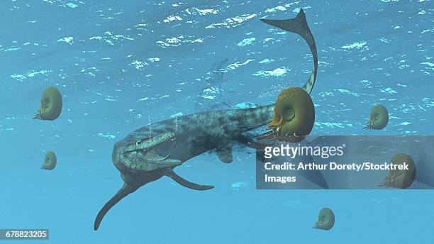 the large marine lizard of north america, tylosaurus, tries to feed on some ammonites. - mosasaurus stock illustrations