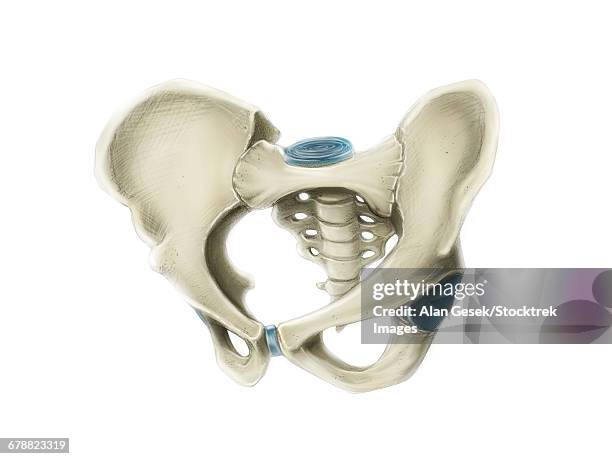 anterior view of human pelvis. - acetabulum stock illustrations