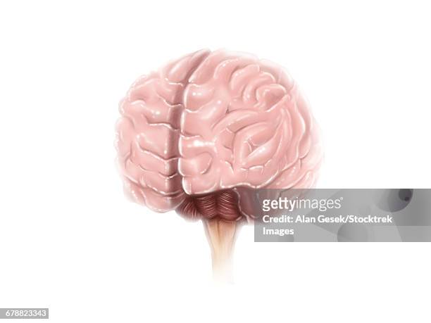 stockillustraties, clipart, cartoons en iconen met brain surface anatomy. - diencephalon
