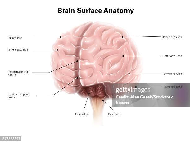 brain surface anatomy, with labels. - neuroanatomy stock illustrations