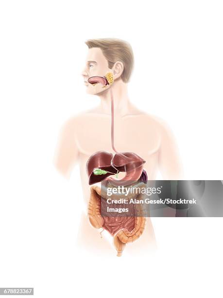 bildbanksillustrationer, clip art samt tecknat material och ikoner med human digestive system. - spottkörtel